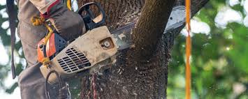 Reliable Woodville, OH Tree Services Solutions