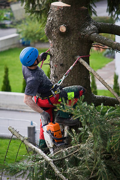 Best Tree Removal  in Woodville, OH